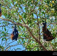Image result for Palawan Fruit Bat