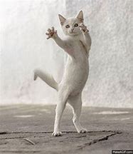 Image result for GIF PFP Cat Dancing
