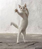 Image result for White Cat Dancing Meme