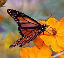 Eastern Monarch Butterfly 的图像结果