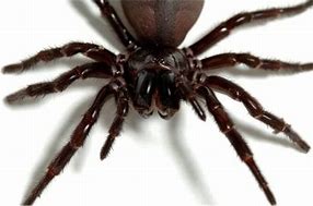 Image result for Female Funnel Web Spider