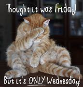 Image result for Funny Wednesday Cat Meme