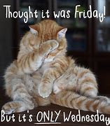 Image result for Funny Wednesday Cat
