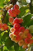 Image result for Rose Apple Trees as Hedge Rows