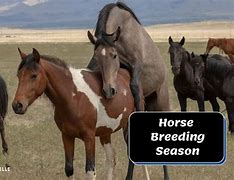 Image result for Horse Breeding