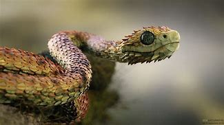 Image result for Le Serpent Atheris