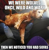 Image result for We Were Wolves Once Meme