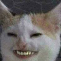 Image result for Cat with Human Teeth