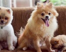 Image result for Food for Pomeranians