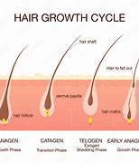 Image result for Hair Growth Time Chart