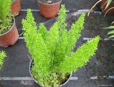 Image result for ASPARAGUS MEYERIL