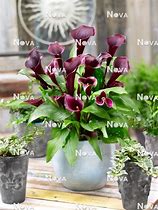 Image result for Zantedeschia Caruso