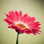 Image result for Red Flowers Background Picture