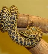 Image result for Yellow Anaconda