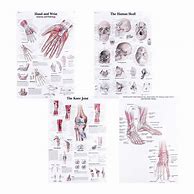 Image result for Anatomical Human Anatomy Chart