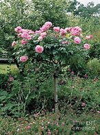 Image result for Rosa Mary Rose (r)
