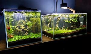 Image result for 4 Gallon Fish Tank