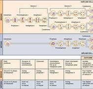 Image result for Similarites and Differences of Mitosis and Meiosis