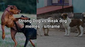 Image result for Strong and Weak Dog Meme Format