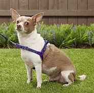 Image result for easy walk harnesses for small dog