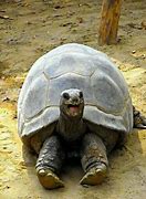Image result for Tortoise Meme