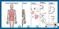 Image result for Organs Cut and Paste