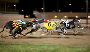 Image result for Racing Form of Greyhoundkilleaclerian
