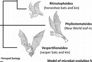 Image result for Bat Evolution