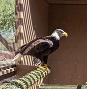 Image result for What Is a Maverick Eagle