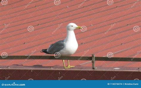 Image result for How to Catch a Seagull On a Roof