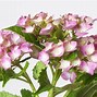 Image result for Hydrangea macrophylla Belle Seduction