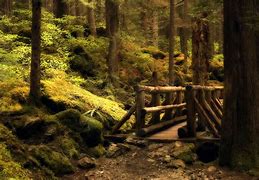 Image result for Mysterious Forest Background