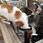 Image result for Morning Coffee Cat Meme