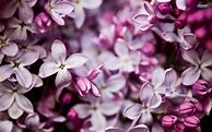 Image result for Lilac Flower Aesthetic