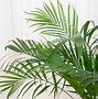Image result for House Plant Looks Like Mini Palm Trees