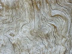 Image result for Free Tree Texture