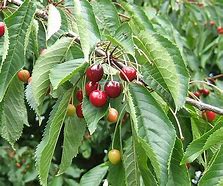 Image result for Prunus avium Octavia