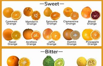 Image result for Sweet Orange Varieties