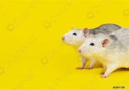Image result for Funny Fat Rats