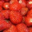Image result for Strawberry Bush for Sale