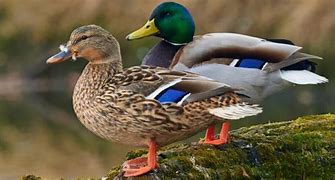 Image result for Mallard Duck Front View