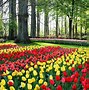 Image result for Netherlands Famous Places