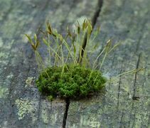Image result for Moss Types