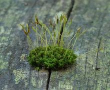Image result for 1 Inch Moss Green Webbing