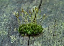 Image result for Preserved Moss