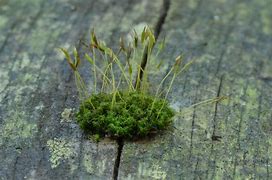 Image result for Types of Moss On Rocks