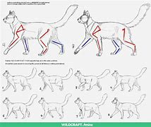 Image result for Cat Canter Cycle