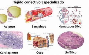 Image result for sdiposo