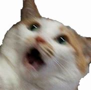 Image result for What the Heck Cat Meme