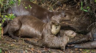 Image result for Giant Otter Size Comparison